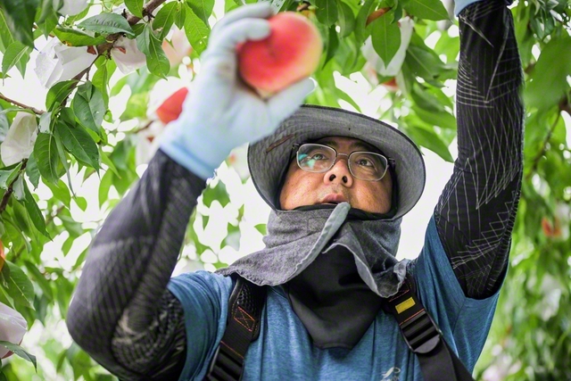 桃は1日でも収穫の時期を逃すと、味に変化が起きるといわれる。普段は柔和な岩間さんも、真剣なまなざしで桃をもぐ