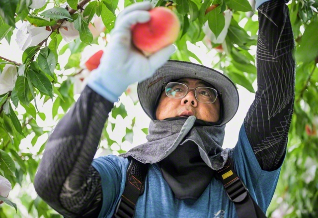 桃は1日でも収穫の時期を逃すと、味に変化が起きるといわれる。普段は柔和な岩間さんも、真剣なまなざしで桃をもぐ