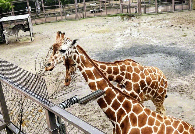 キリンの食事風景が間近に見られる