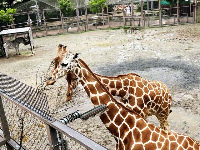 キリンの食事風景が間近に見られる