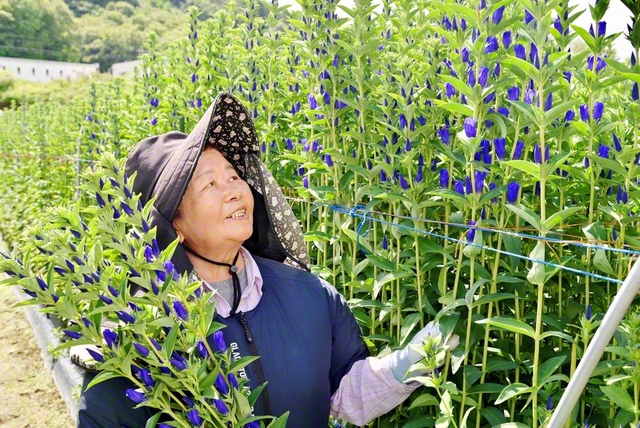 リンドウの収穫に汗する柏伸子さん