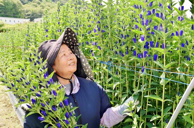 【岩手】リンドウの収穫に汗する柏伸子さん