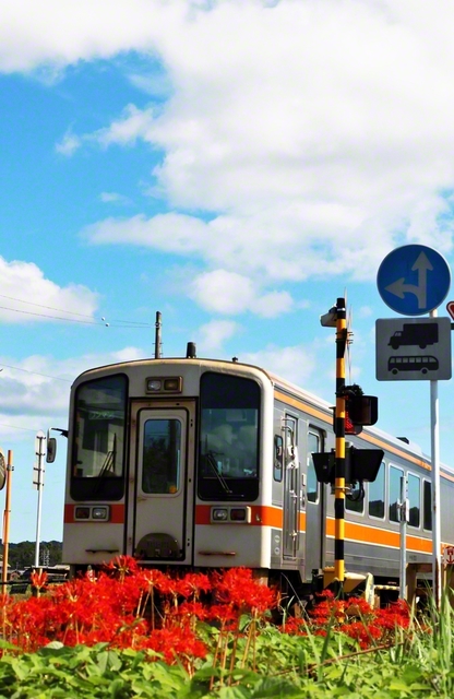 秋空の下、JR名松線沿いに華やかに咲くヒガンバナ（三重県津市）