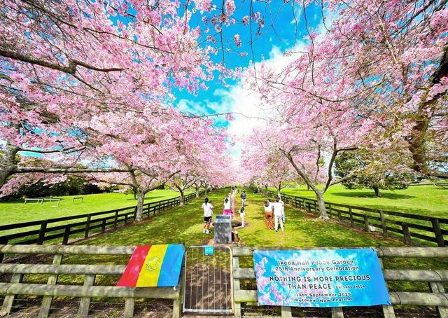 満開に咲き誇り、訪れる人々の心を彩るニュージーランド・ロトルア市の「池田・ホール平和庭園」の桜（9月30日）