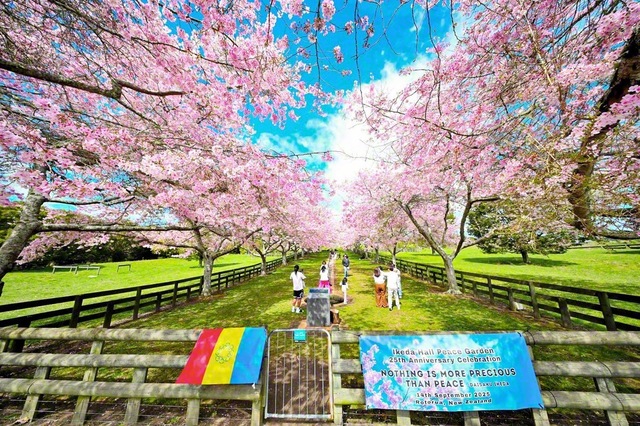 満開に咲き誇り、訪れる人々の心を彩るニュージーランド・ロトルア市の「池田・ホール平和庭園」の桜（9月30日）