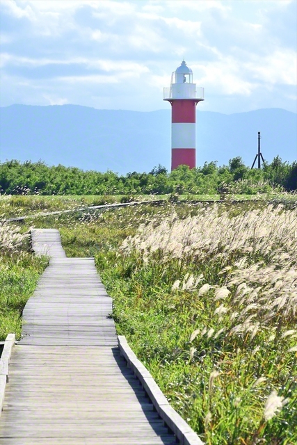 北海道石狩市の「はまなすの丘公園」。秋空の下、黄金色のススキが揺れる＝北海道・斗澤尊浩通信員