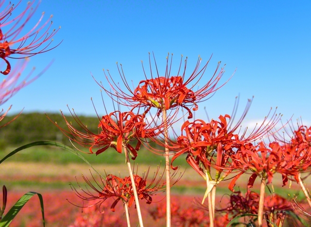 愛知県半田市にある矢勝川堤に咲くヒガンバナ。矢勝川は同市出身・新美南吉の童話「ごんぎつね」の舞台としても知られる