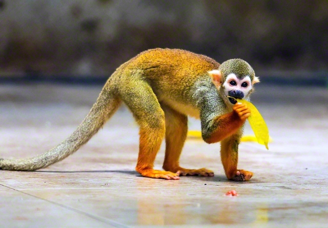 絶滅危惧種の保護なども行われている「エミリオ・ゴエルジ・パラー博物館付属動植物園」で