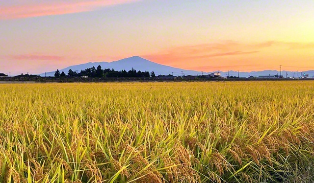 朝日に照らされ、黄金に輝く稲穂。奥には鳥海山が（山形県鶴岡市）＝山形・白幡達美通信員
