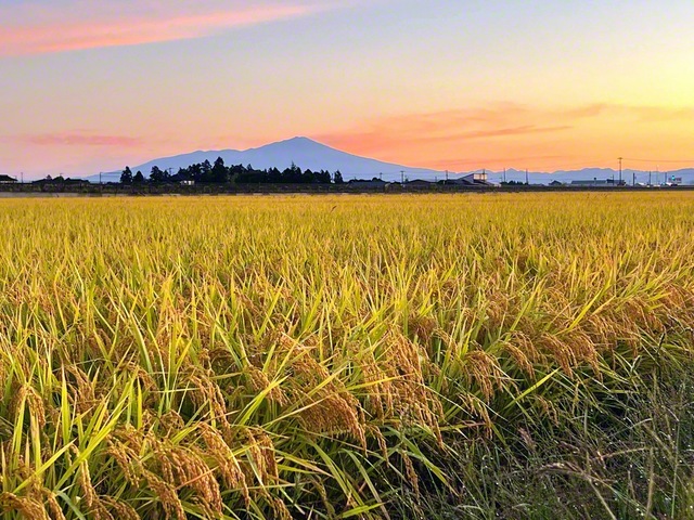 朝日に照らされ、黄金の輝きを放つ稲穂。奥には鳥海山がそびえる（山形県鶴岡市）＝山形・白幡達美通信員