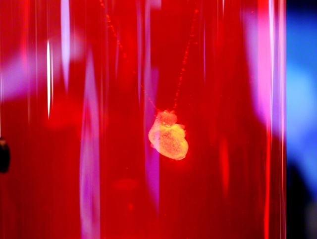 大阪・関西万博で公開された人工多能性幹細胞から作られた「iPS心臓」。生殖細胞の作成も技術的には実現可能といわれる