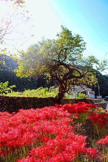 秋の陽光に照らされるヒガンバナ（南紀田辺インターチェンジから車で約25分）