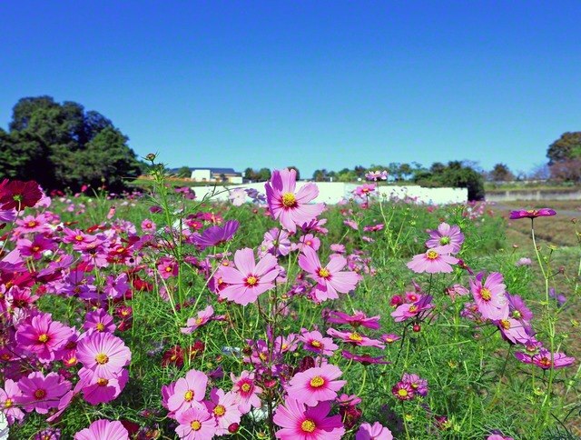「とことめの里一志」付近で、秋の陽光に照らされたコスモス(三重県津市)