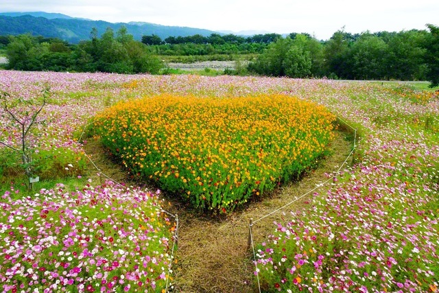 道の駅寒河江チェリーランド（山形県寒河江市）の河川敷公園で咲き誇る、色とりどりのコスモス＝山形・宮林春彦通信員