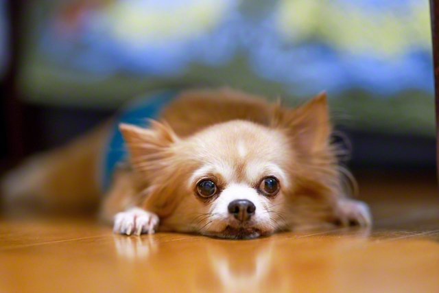 散歩が嫌いなチャコちゃん