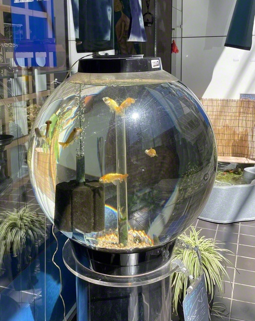 店ごとに趣向を凝らした水槽。中には金魚が泳ぐ