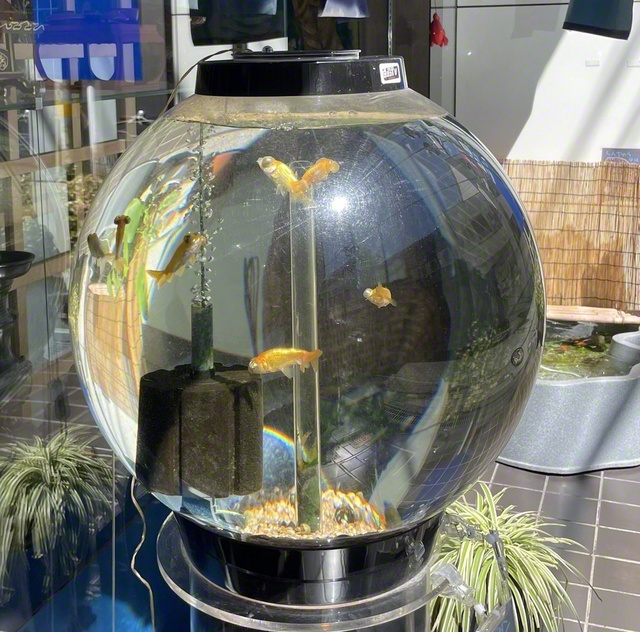 店ごとに趣向を凝らした水槽。中には金魚が泳ぐ