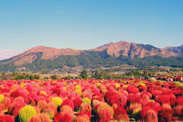 阿蘇の山々を彩る約5000株のコキア（熊本県南阿蘇村）＝熊本・村田扶美子通信員