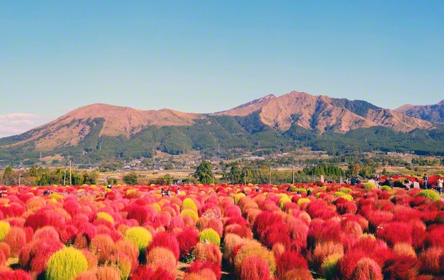 阿蘇の山々を彩る約5000株のコキア（熊本県南阿蘇村）＝熊本・村田扶美子通信員