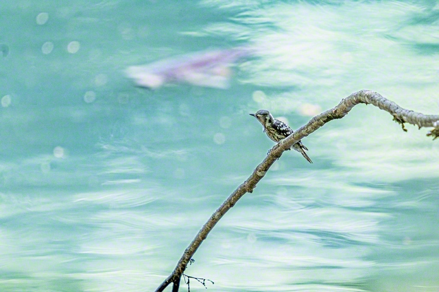 水面近くの木に止まる、日本で一番小さなキツツキのコゲラ（岐阜市）