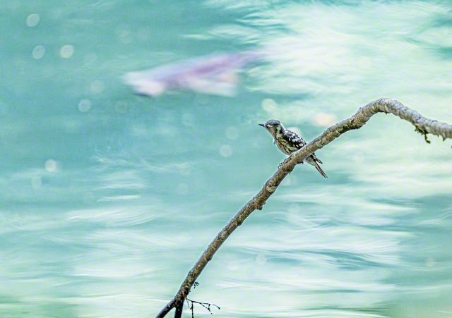 水面近くの木に止まる、日本で一番小さなキツツキのコゲラ（岐阜市）