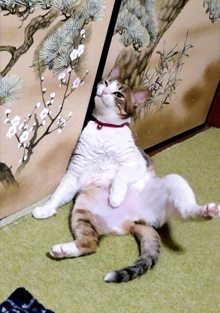 【毛繕いに夢中】　ベリー（さいたま市見沼区）