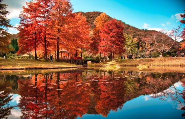 兵庫県三田市にある小野公園。鮮やかな紅葉が池の水面に反射し、美しい景観をつくり出す＝兵庫・萩原照満通信員