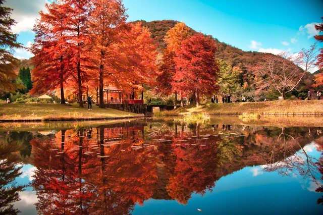 兵庫県三田市にある小野公園。鮮やかな紅葉が池の水面に反射し、美しい景観をつくり出す＝兵庫・萩原照満通信員