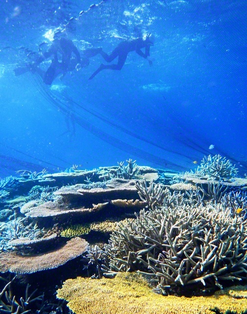 追い込み漁は多様性に富んだサンゴ礁の海が漁場（筆者提供）