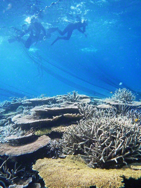 追い込み漁は多様性に富んだサンゴ礁の海が漁場（筆者提供）　　　　　　　　　　　　　　　　　　　　　　　　　　　　　　