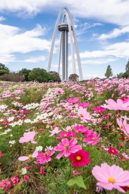 国営木曽三川公園の138タワーパークで、秋風に揺れる色とりどりのコスモス（愛知県一宮市）