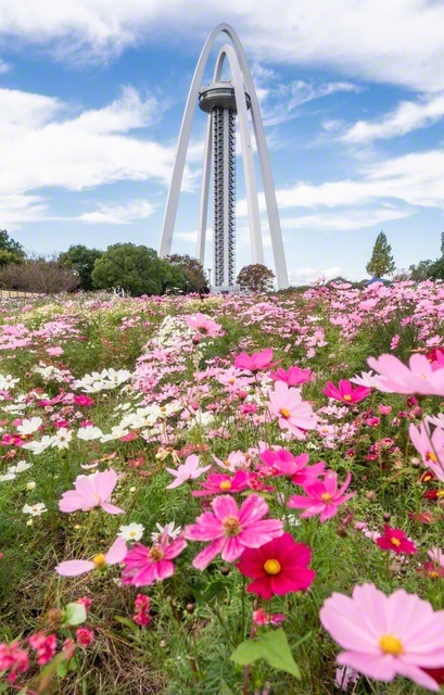 国営木曽三川公園の138タワーパークで、秋風に揺れる色とりどりのコスモス（愛知県一宮市）