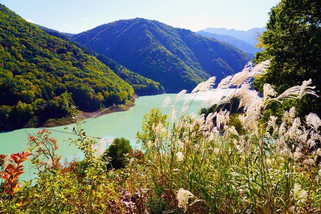日の光を浴びて輝く、ススキと龍神湖（長野県大町市）＝長野・森田昭治通信員