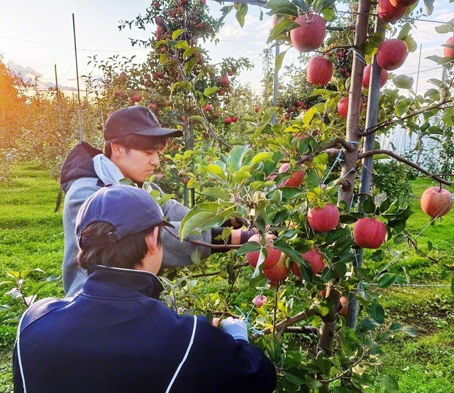 創価高校の生徒らは、青森でリンゴ収穫を体験した
