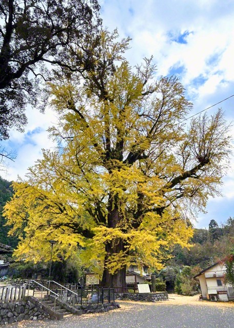 樹齢500年以上とされる宮園の大イチョウ（熊本県五木村）＝熊本・齋藤健通信員