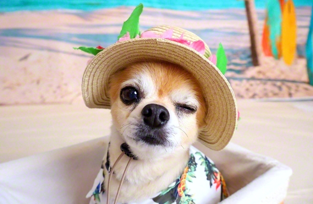 【大好きだよ♡】　ピース（浜松市中央区）