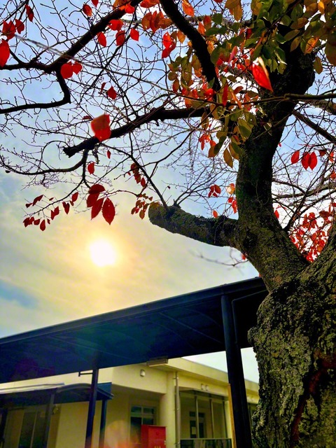 長島に暖かな太陽の光が差し込む