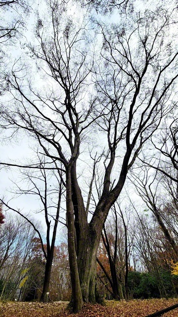 幹や枝振りがはっきり見えるイヌシデの落葉姿