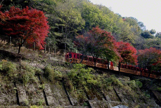 桂川沿いを走る嵯峨野トロッコ列車（京都市右京区）