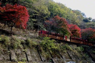 桂川沿いを走る嵯峨野トロッコ列車（京都市右京区）