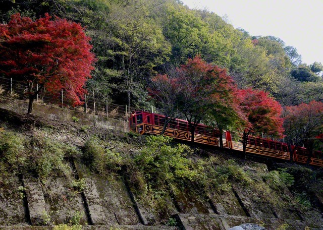 桂川沿いを走る嵯峨野トロッコ列車（京都市右京区）