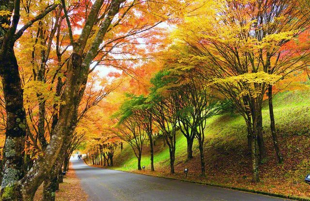 暖かな色彩のグラデーションをまとう木々のトンネルが、見る人の心を癒やす。寒暖差が厳しいほど鮮やかに色づく紅葉のように、苦難を越えて、美しい生命の輝きを放ちたい