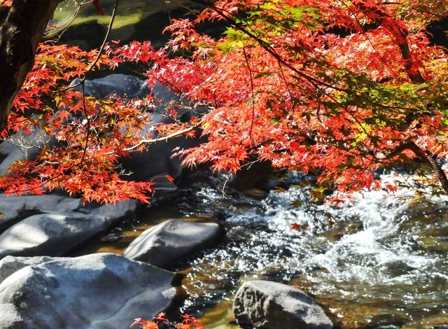 全国有数の紅葉の名所として知られる香嵐渓。約3000本のもみじが彩りを見せる（愛知県豊田市）＝愛知・桜井勝治通信員