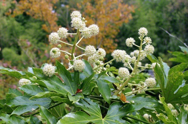 花の少ない時季に咲き群れる八手の花