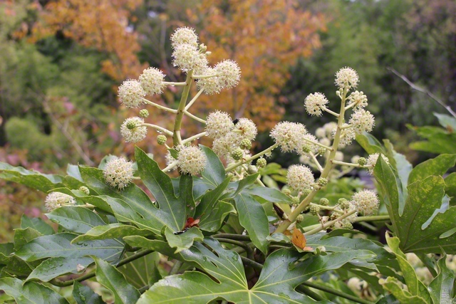 花の少ない時季に咲き群れる八手の花
