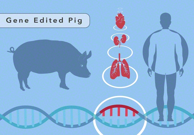 将来、ブタからの臓器移植が治療の選択肢になる可能性も（Science　Source/アフロ）