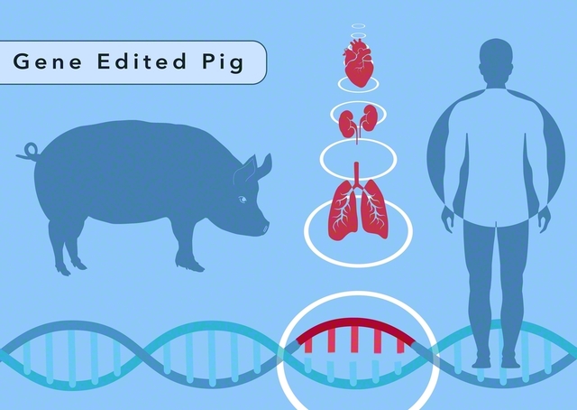 将来、ブタからの臓器移植が治療の選択肢になる可能性も（Science　Source/アフロ）