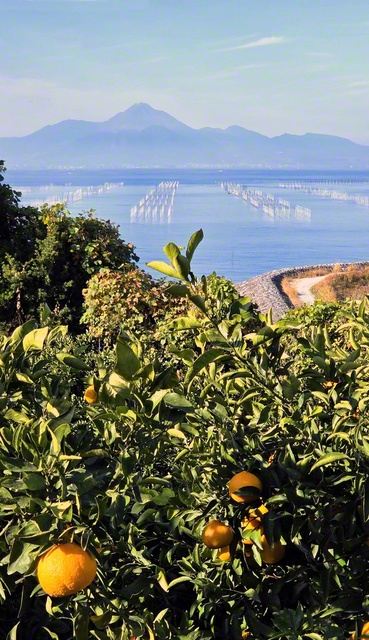 有明海の風を浴びて育った「河内みかん」。沖には、ノリの養殖網が（熊本市西区）＝熊本・梅木一彦通信員