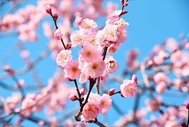 梅花が咲き薫る希望の2月へ、寒風に胸張り前進