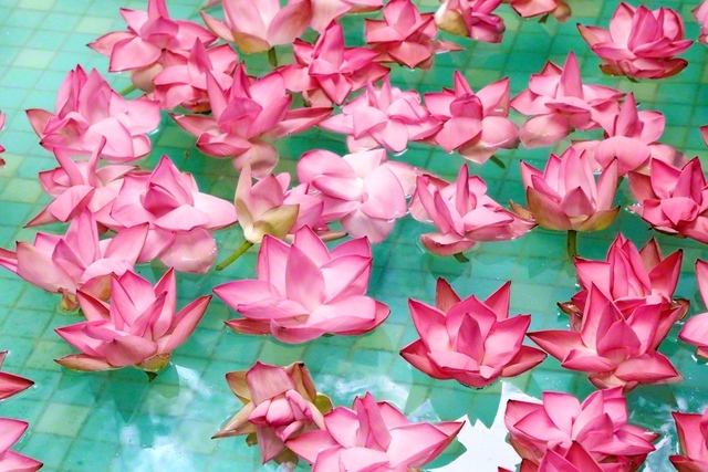 インド創価学会本部で水面に浮かべられた蓮の花。師弟不二の心で人類救済に立ち上がり、妙法を弘めゆく創価の地涌の人華は、今や世界中で咲き薫っている